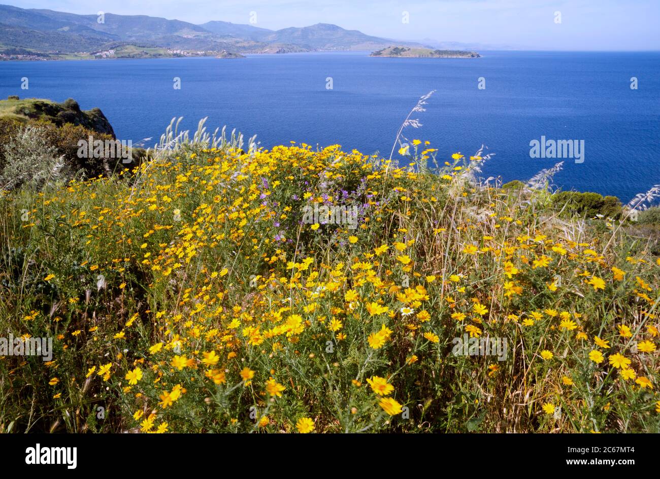 Lussureggiante primavera fiorente sulla costa di Lesbos Foto Stock