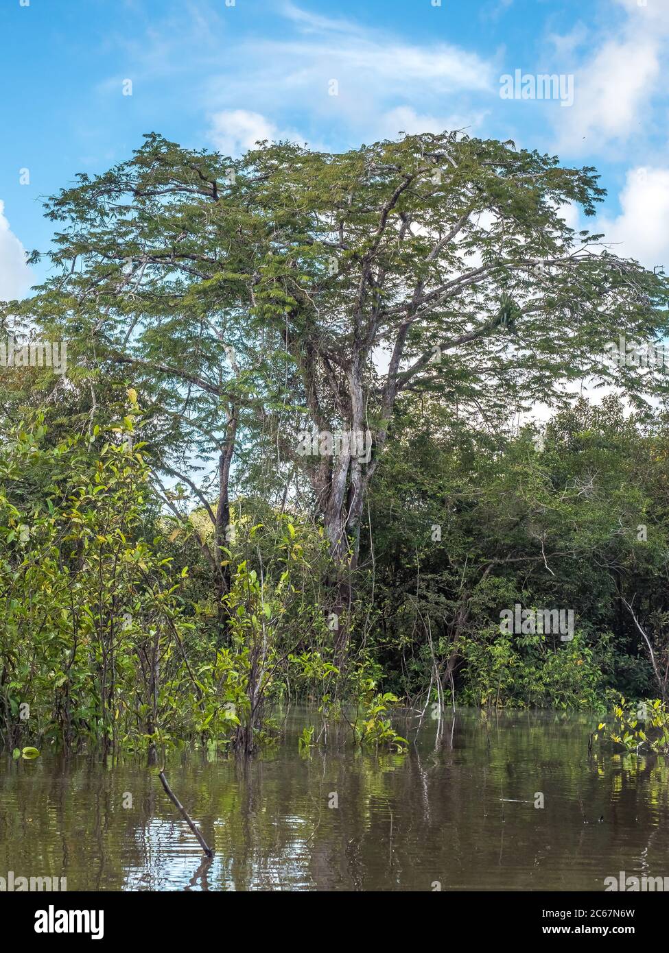 Vista della giungla verde sulla riva della laguna nella foresta pluviale amazzonica, inferno verde di Amazonia. Selva al confine tra Brasile e Perù. America del Sud Foto Stock