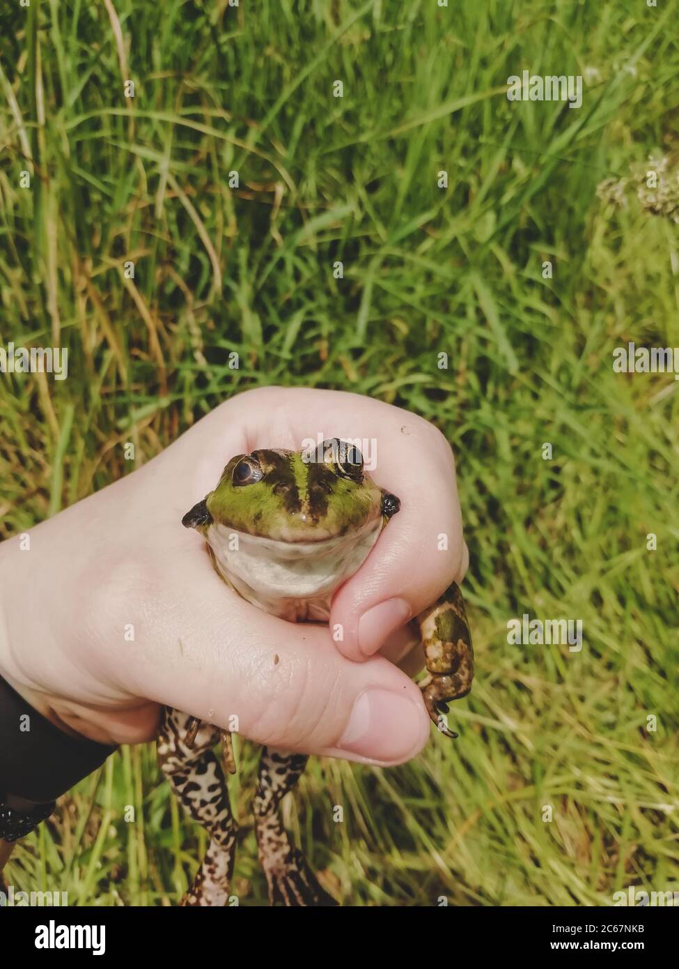 catturato rana lago in mano, sfondo erba Foto Stock