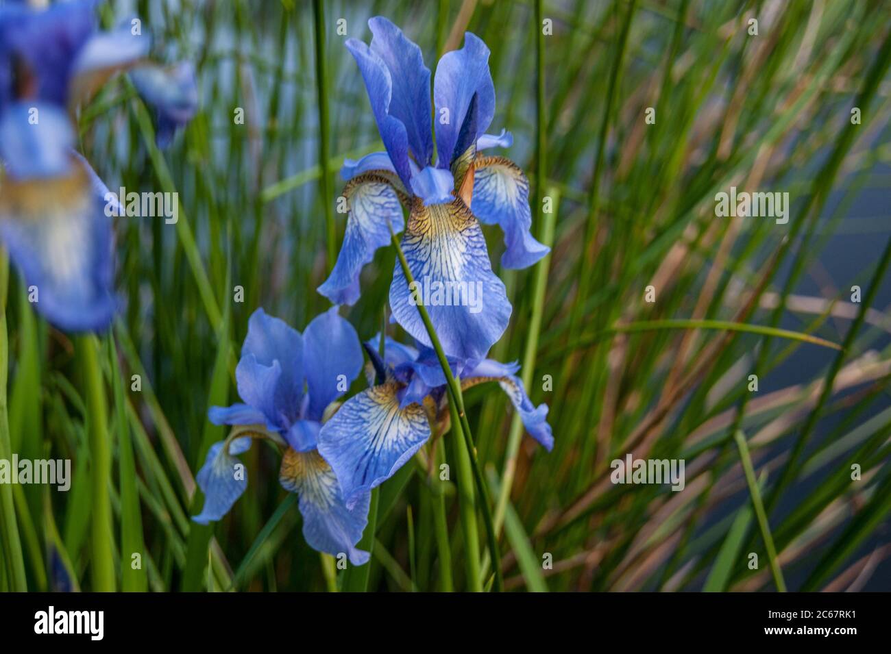 Iris sibirica fiore bandiera blu Foto Stock