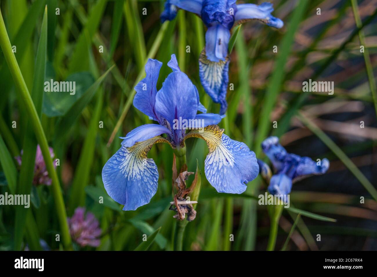 Iris sibirica fiore bandiera blu Foto Stock