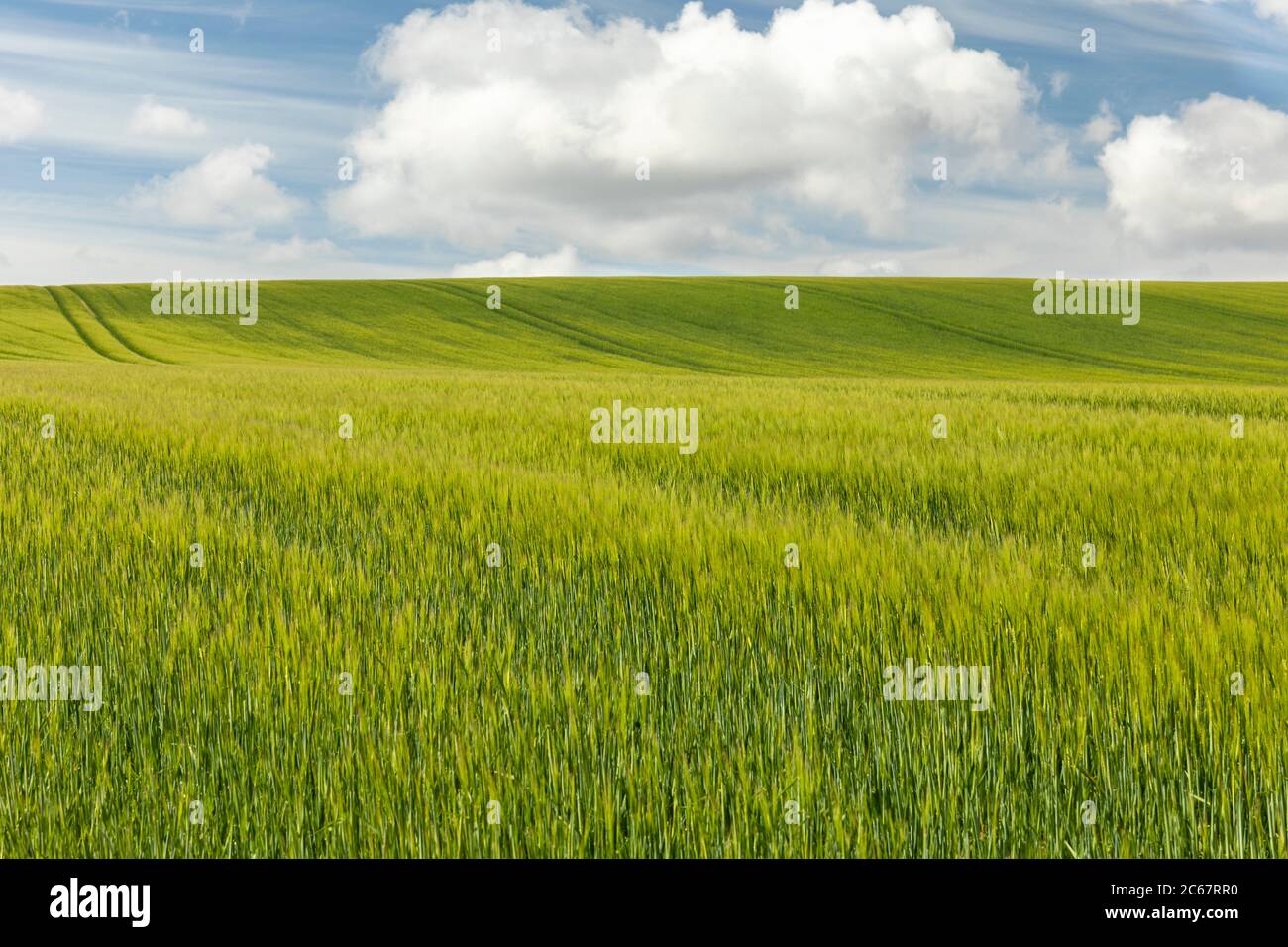 Campo di erba di grano verde lungo contro un cielo blu e nuvole bianche soffici. Accanto al sentiero fino a West Kennett Long Barrow, Wiltshire, Inghilterra, Regno Unito Foto Stock