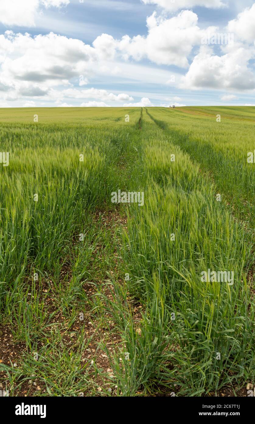 Campo di erba di grano verde lunga che cresce accanto al sentiero fino a West Kennett Long Barrow, Wiltshire, Inghilterra, UK Foto Stock