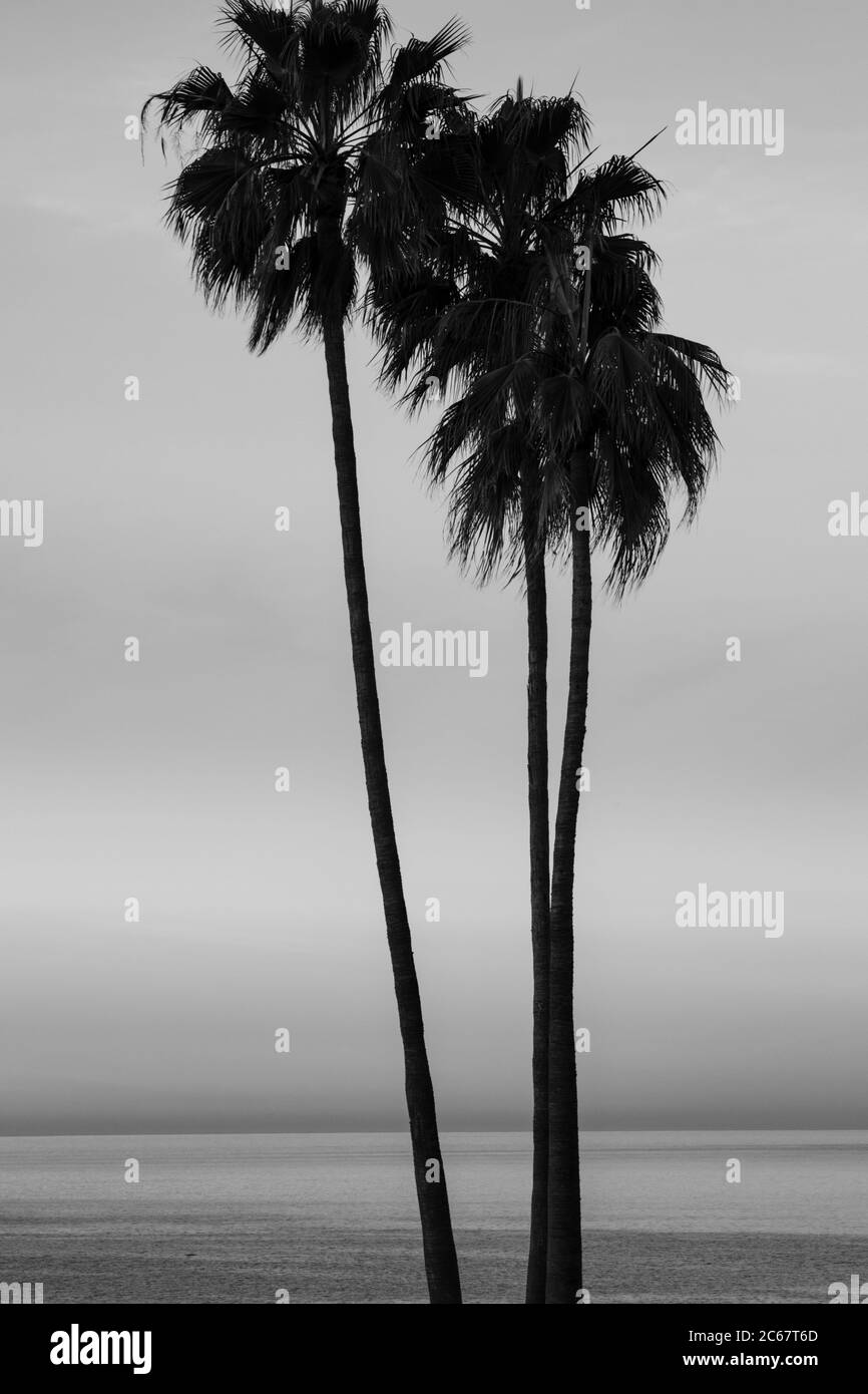Palme al tramonto sulla spiaggia di Santa Barbara, California, USA Foto Stock