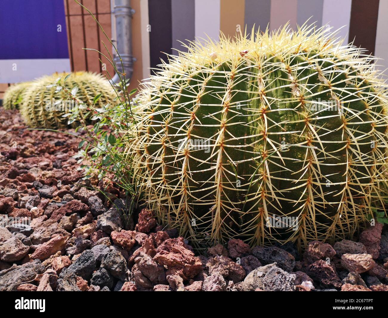 Closeup di bel cactus a forma di palla verde (Echinocactus o Ferocactus) con lunghe spine in via Nizza nel mese di giugno. Cactus, tubo di scarico, strisce. Foto Stock