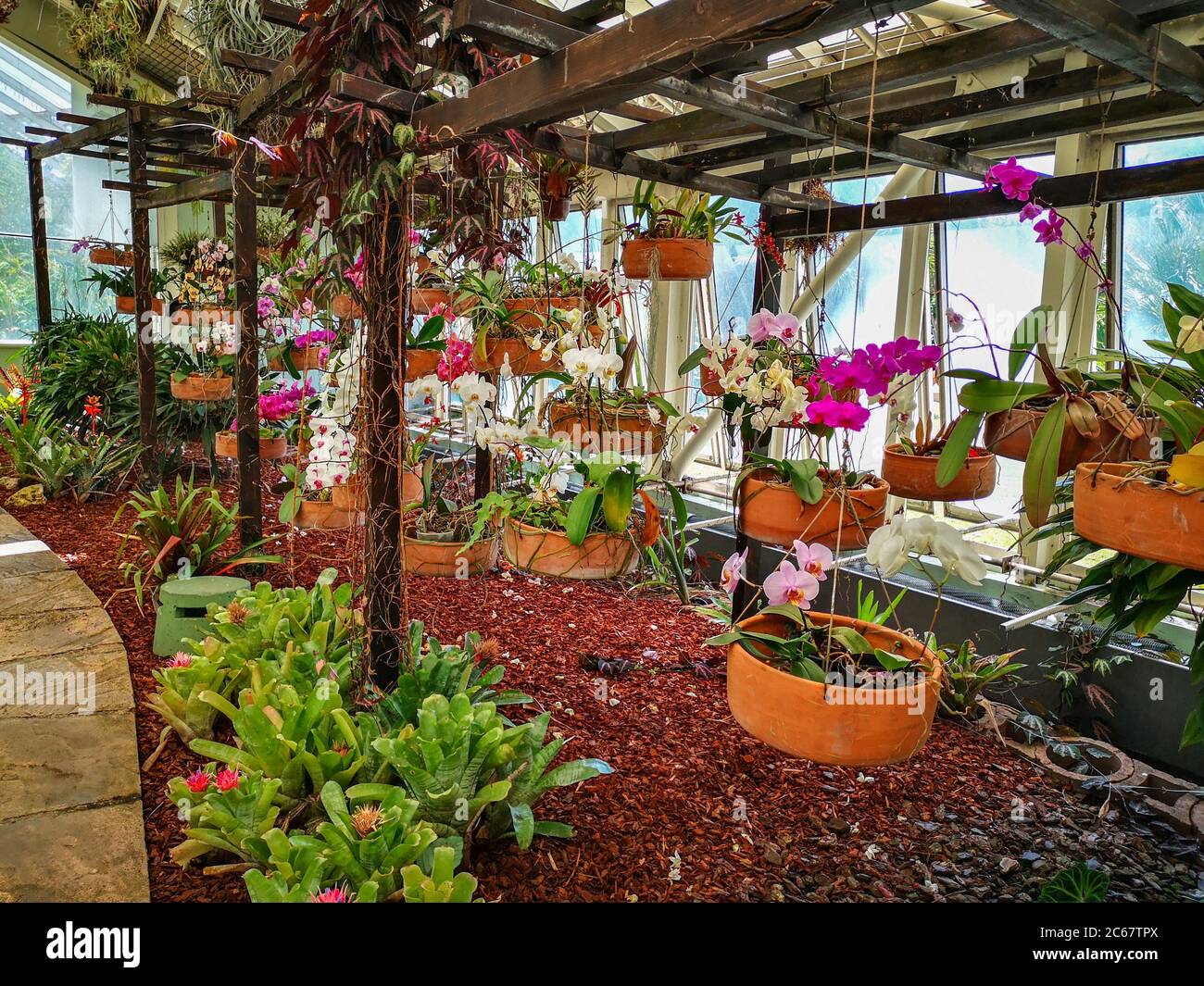 Orchidee colorate fioriscono appesi su strutture in legno e piante tropicali esotiche che crescono in serra. Foto Stock