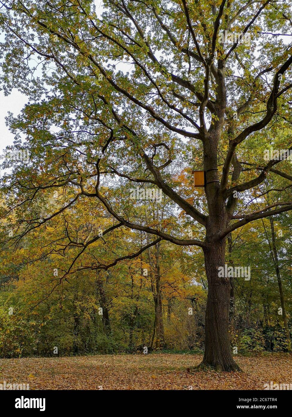 Grande e splendido albero di quercia bianco indipendente in colori autunnali con foglie rosse sotto di esso e cielo blu sullo sfondo nel parco interno della città Tiergarten. Foto Stock