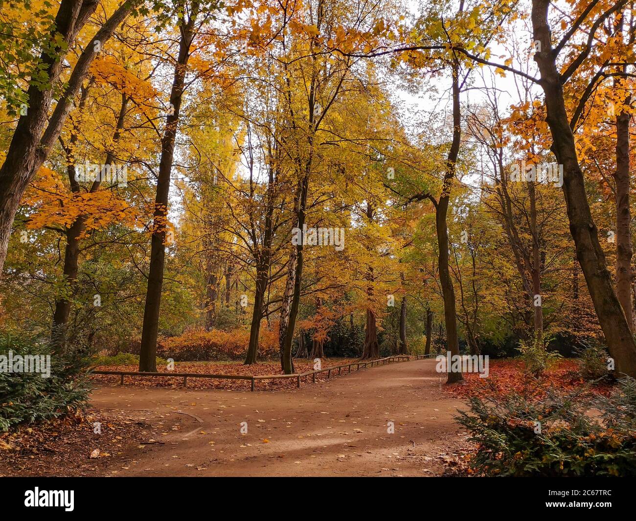 Attraversamento vuoto di stretti sentieri in un magico parco autunnale con foglie dorate e rosse sulla terra. Parco urbano senza persone. Tempo di autunno a Berlino. Foto Stock