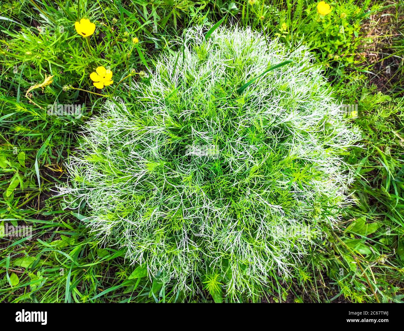 La primavera rotonda adonis vernalis cespuglio con foglie verdi e bianche sottili che fioriscono con fiori gialli che crescono su un prato in natura selvaggia su una collina. Foto Stock