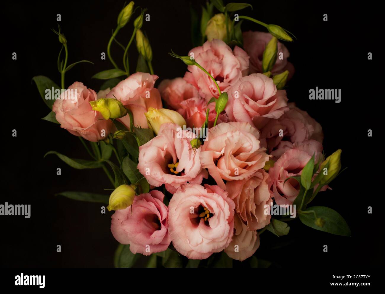 Bel fiore rosa eustoma (lisianthus) in piena fioritura con foglie verdi. Вouquet su sfondo scuro. Foto Stock