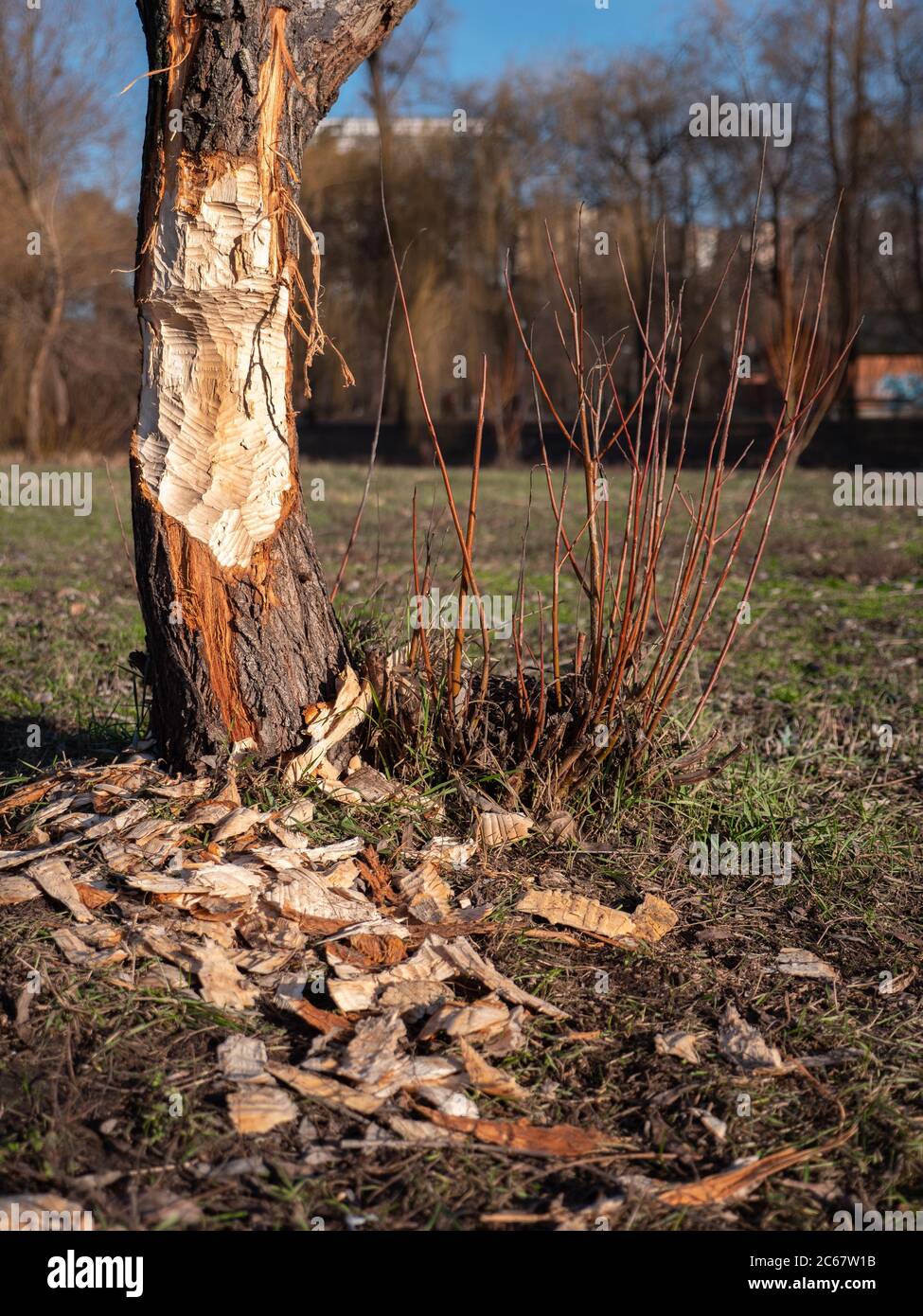 Albero attaccato da un castoro che si svegliò a gennaio a causa di inverno caldo. Parco cittadino a Kiev, Ucraina. Effetti di riscaldamento globale. Foto Stock