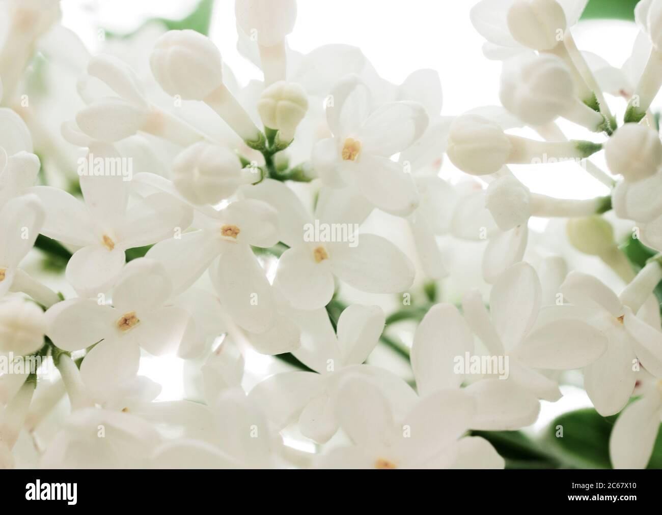Primo piano in fiore bianco lilla. Fiori di primavera. Arbusto fiorito Syringa. Foto Stock