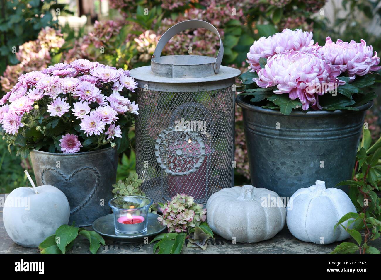 decorazione giardino autunno con fiori di crisantemo viola, zucche in cemento e lanterna Foto Stock