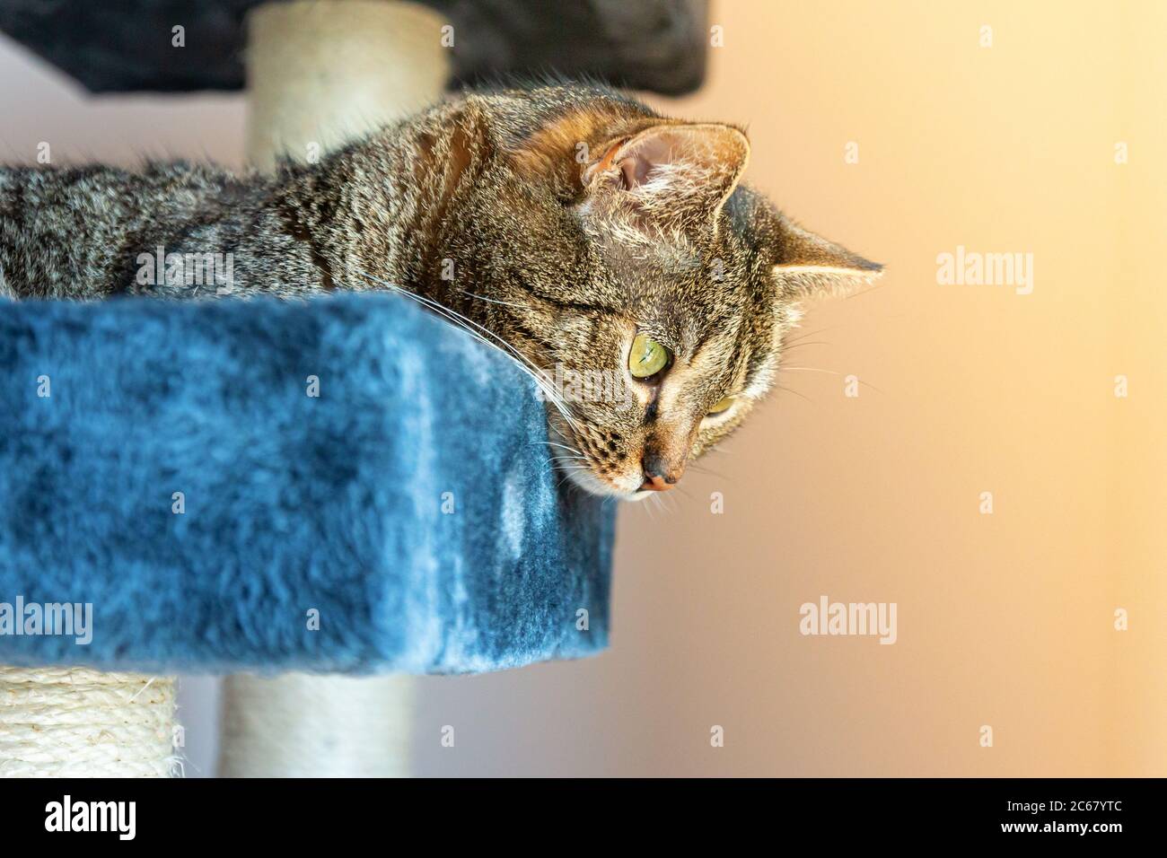 Gatto sdraiato su un graffiatore guardando qualcosa, sotto il sole Foto Stock