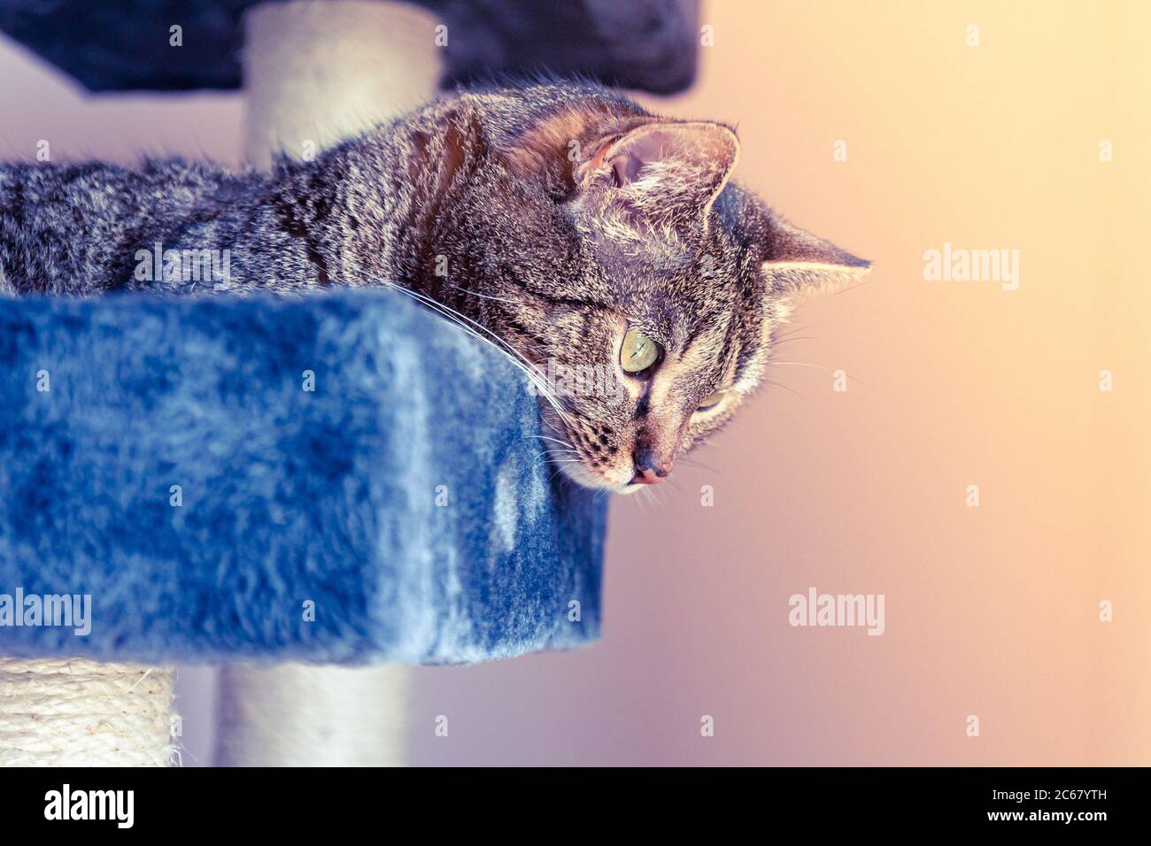 Gatto sdraiato su un graffiatore guardando qualcosa Foto Stock