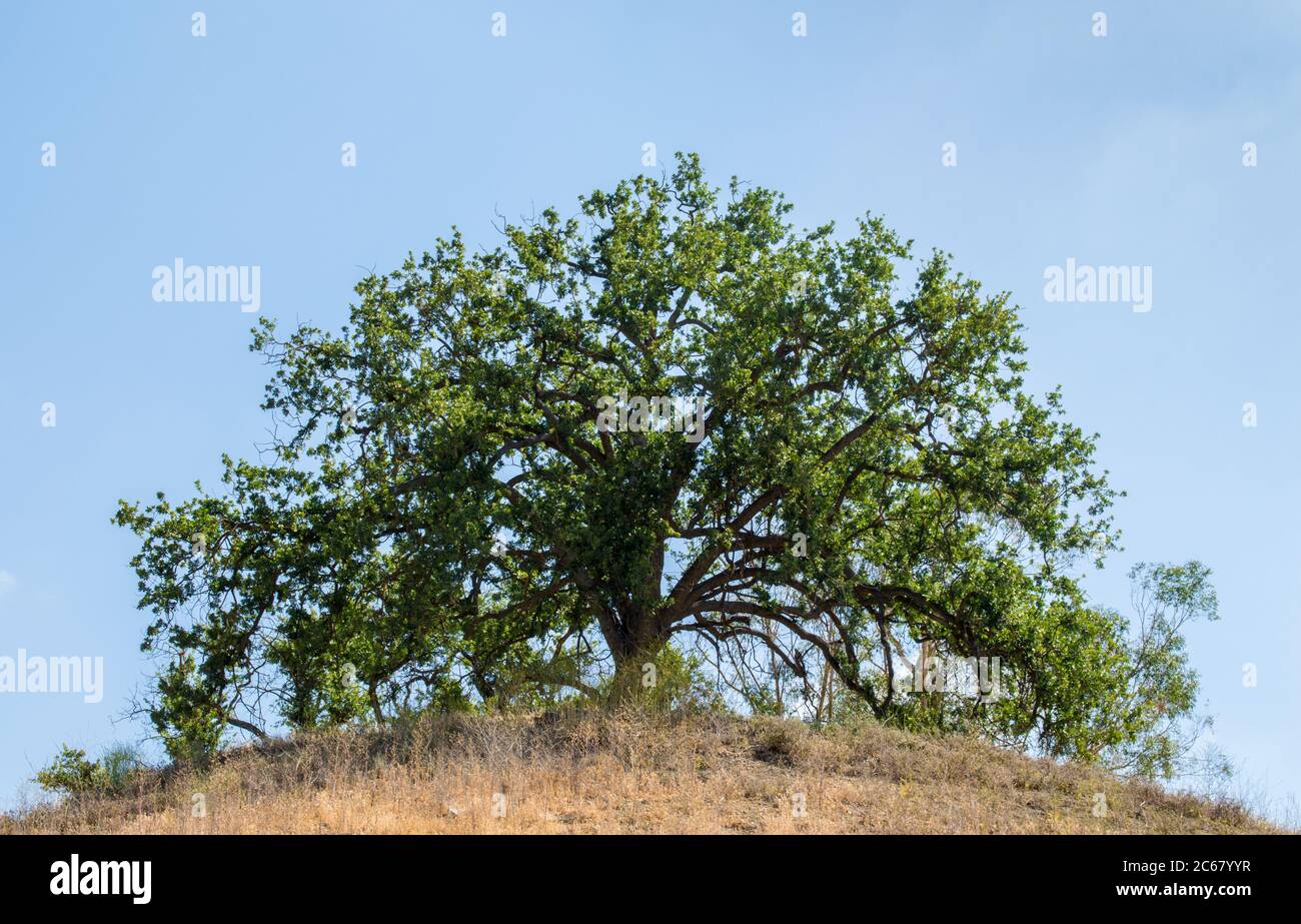 Antico e maestoso albero di quercia in cima a una collina nelle montagne di Santa Monica vicino a Malibu, California Foto Stock