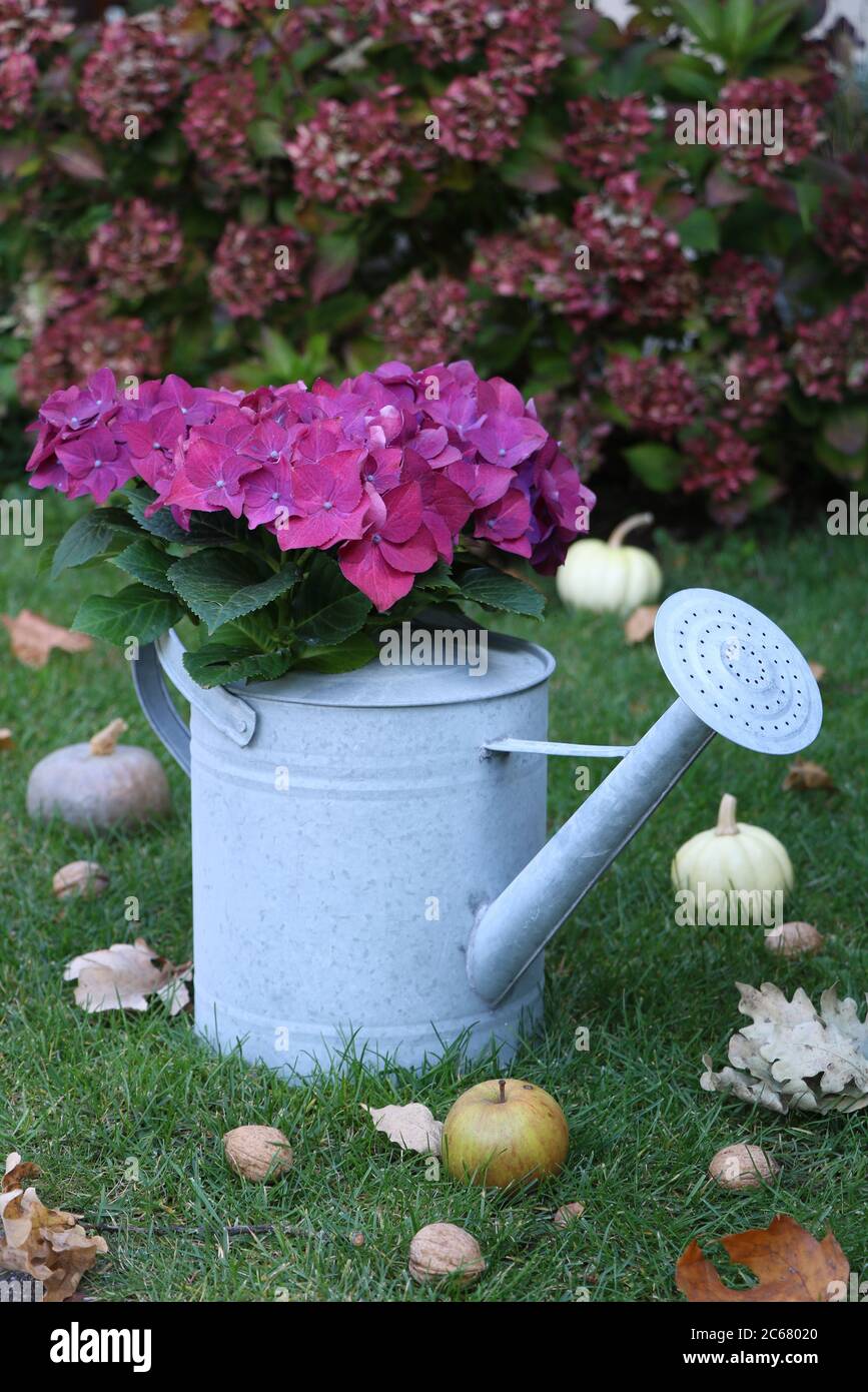 idrangea macrophylla in rosa in annaffiatoio annaffiatoio Foto Stock