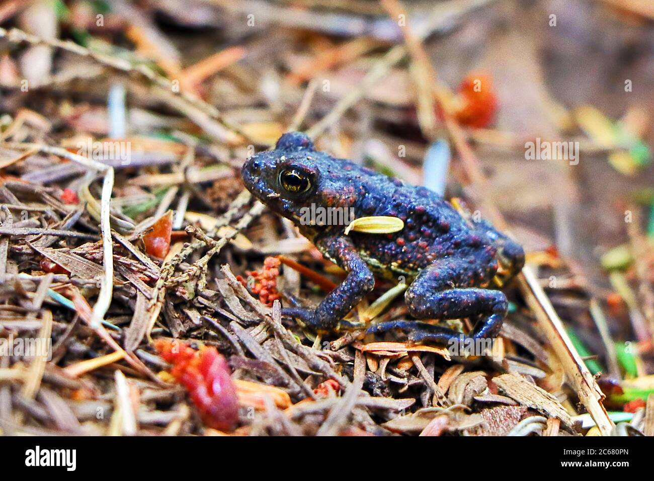 Un giovane Western Toad (Anaxyrus boreas) che pervade attraverso il fondo della foresta di foresta pluviale temperata vicino al fiume Campbell, Vancouver Island, Canada. Foto Stock