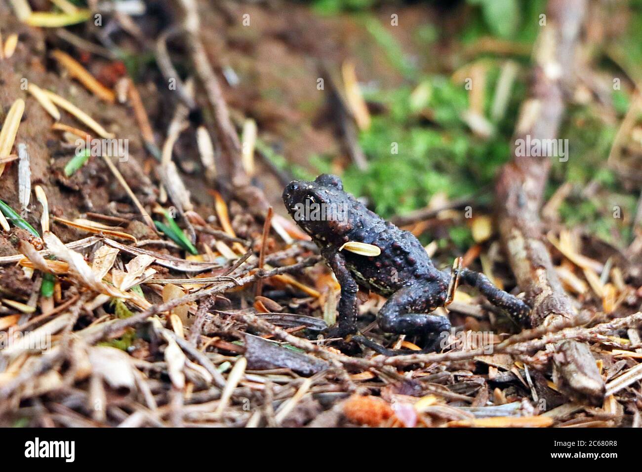 Un giovane Western Toad (Anaxyrus boreas) che pervade attraverso il fondo della foresta di foresta pluviale temperata vicino al fiume Campbell, Vancouver Island, Canada. Foto Stock