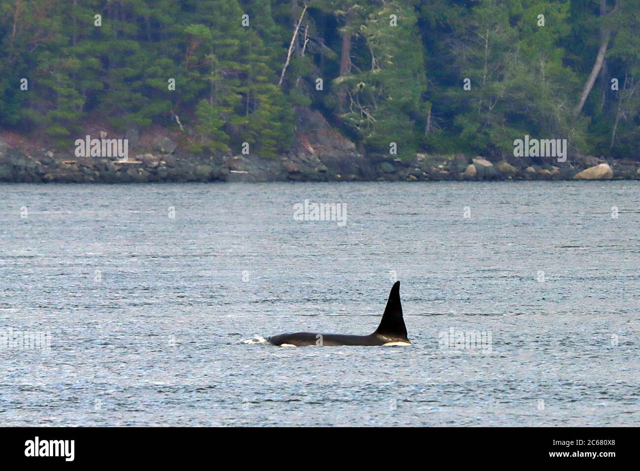 Un adulto maschio Northern Resident Killer Whale che si affaccia tra Alder Bay e Alert Bay al largo della zona settentrionale di Vancouver Island, British Columbia, Canada. Foto Stock