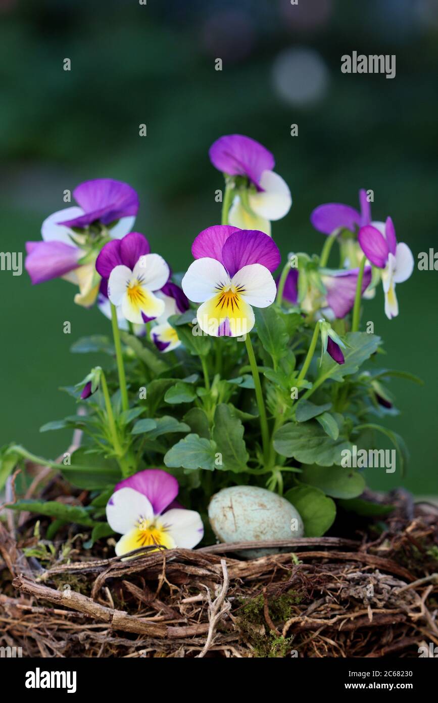 decorazione di pasqua con fiore di viola in nido d'uccello Foto Stock