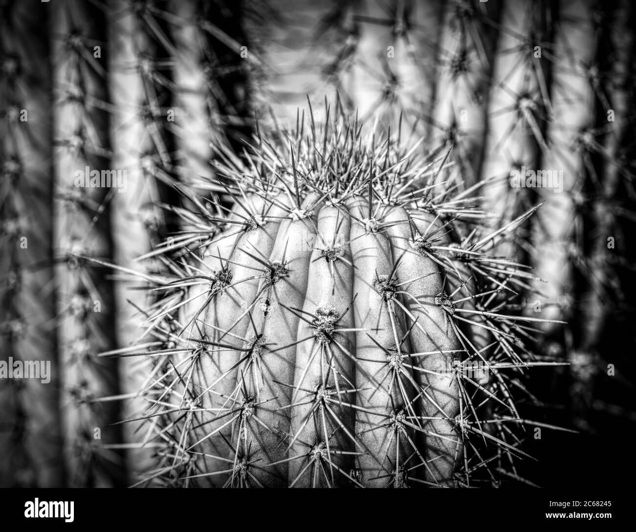 Primo piano di spine cactus, California, USA Foto Stock