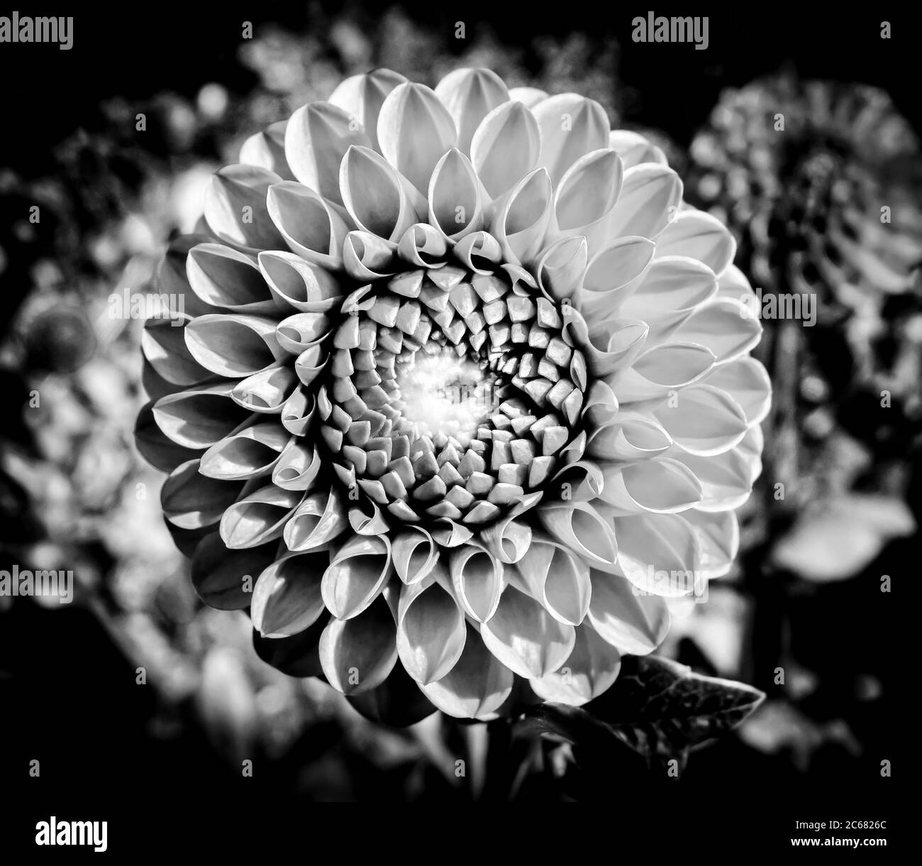 Primo piano di dahlia in piena fioritura, Oakland, California, Stati Uniti Foto Stock