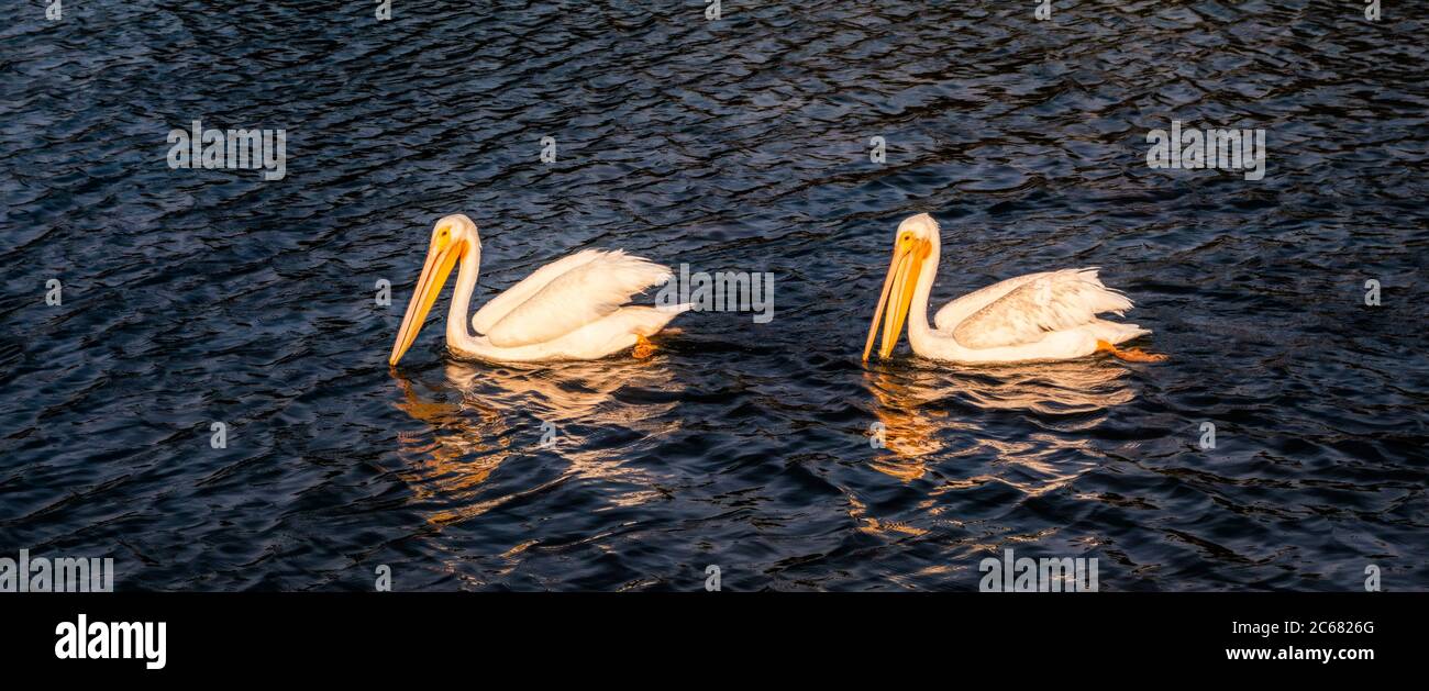 Due Pellicani (Pelecanus) Lago Merritt, Oakland, California, Stati Uniti Foto Stock