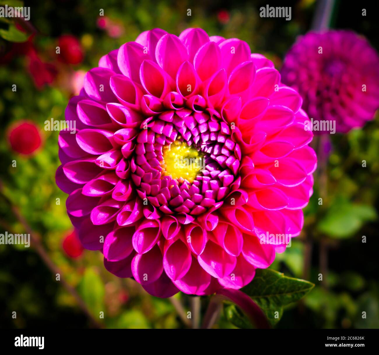 Primo piano di dahlia in piena fioritura, Oakland, California, Stati Uniti Foto Stock