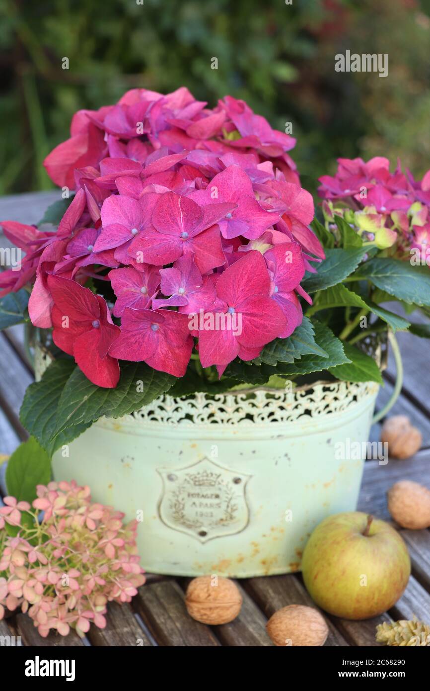 idrangea macrophylla in rosa in vaso di piante d'annata Foto Stock
