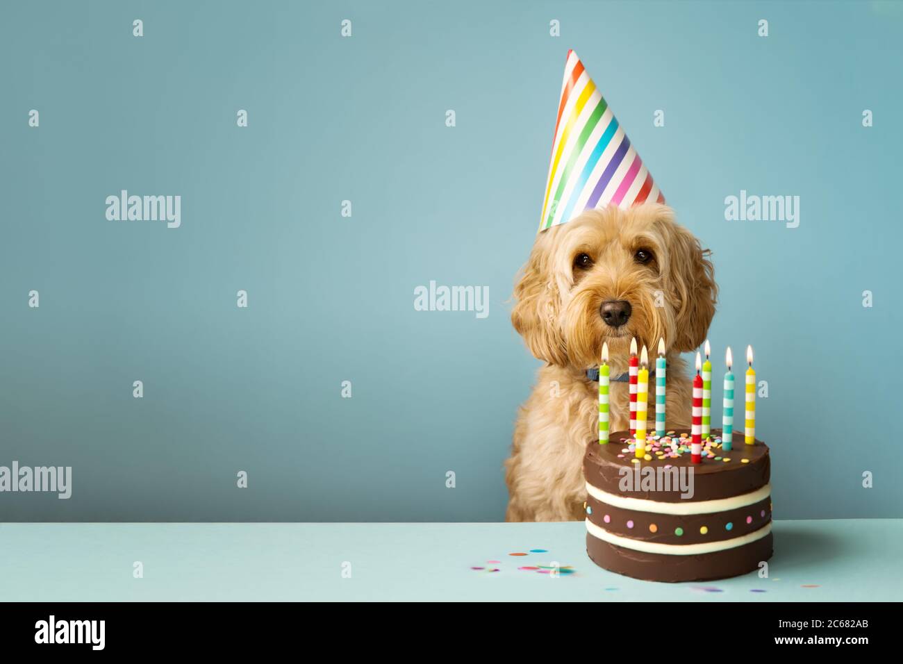 Cute cane con party hat e torta di compleanno Foto Stock
