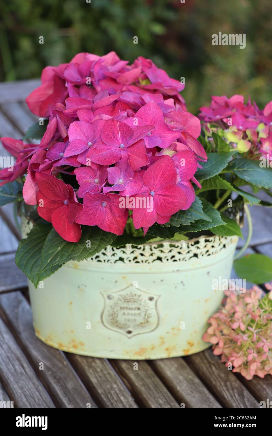 idrangea macrophylla in rosa in vaso di piante d'annata Foto Stock