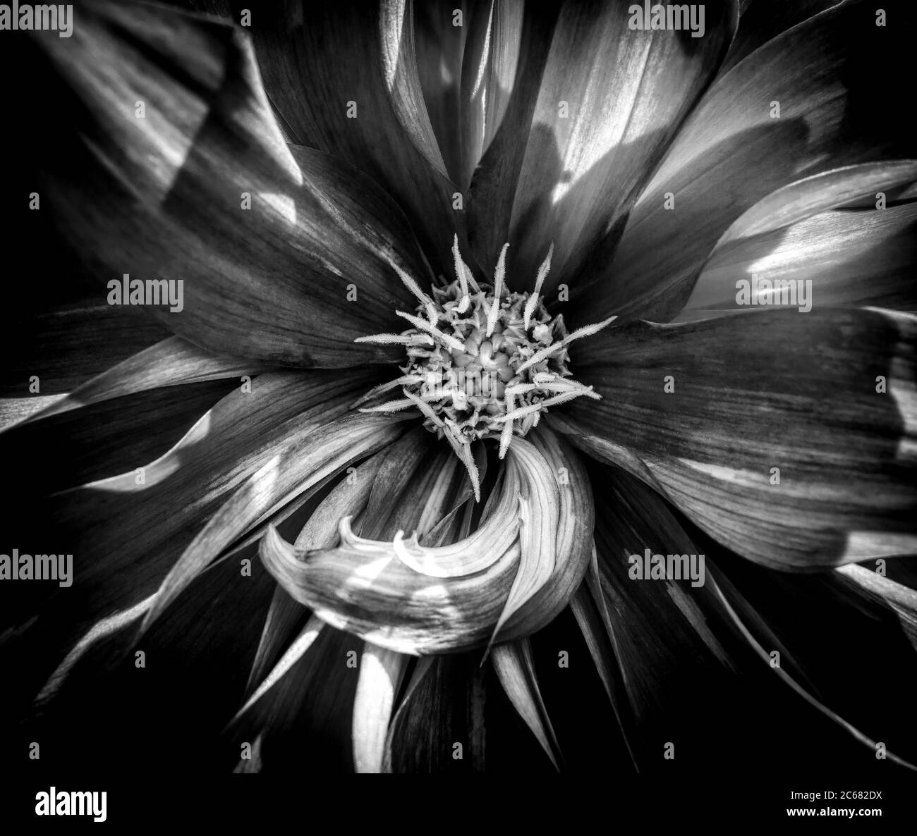 Primo piano di dahlia in piena fioritura, Oakland, California, Stati Uniti Foto Stock