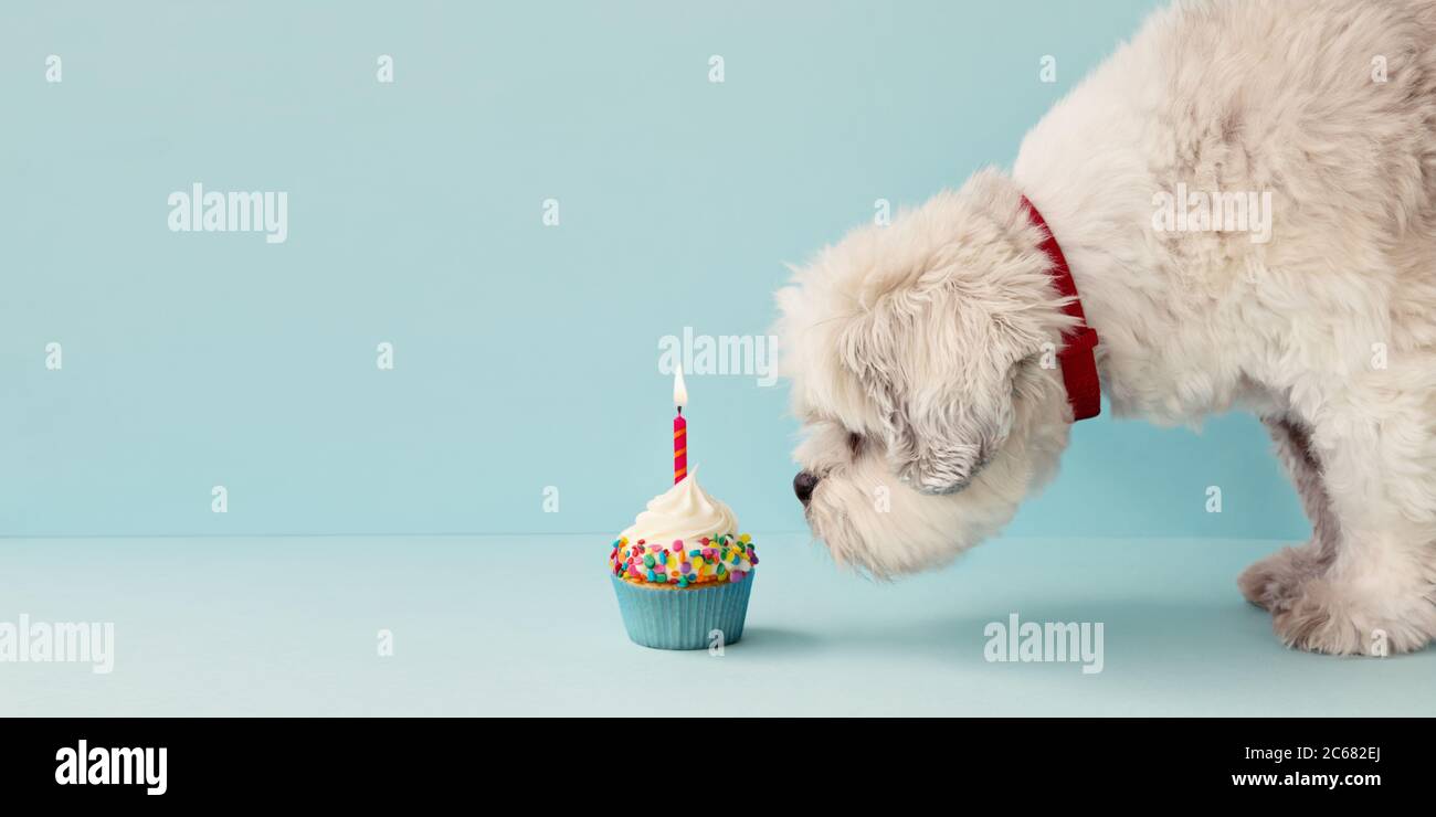 Piccolo cane bianco e cupcake di compleanno Foto Stock