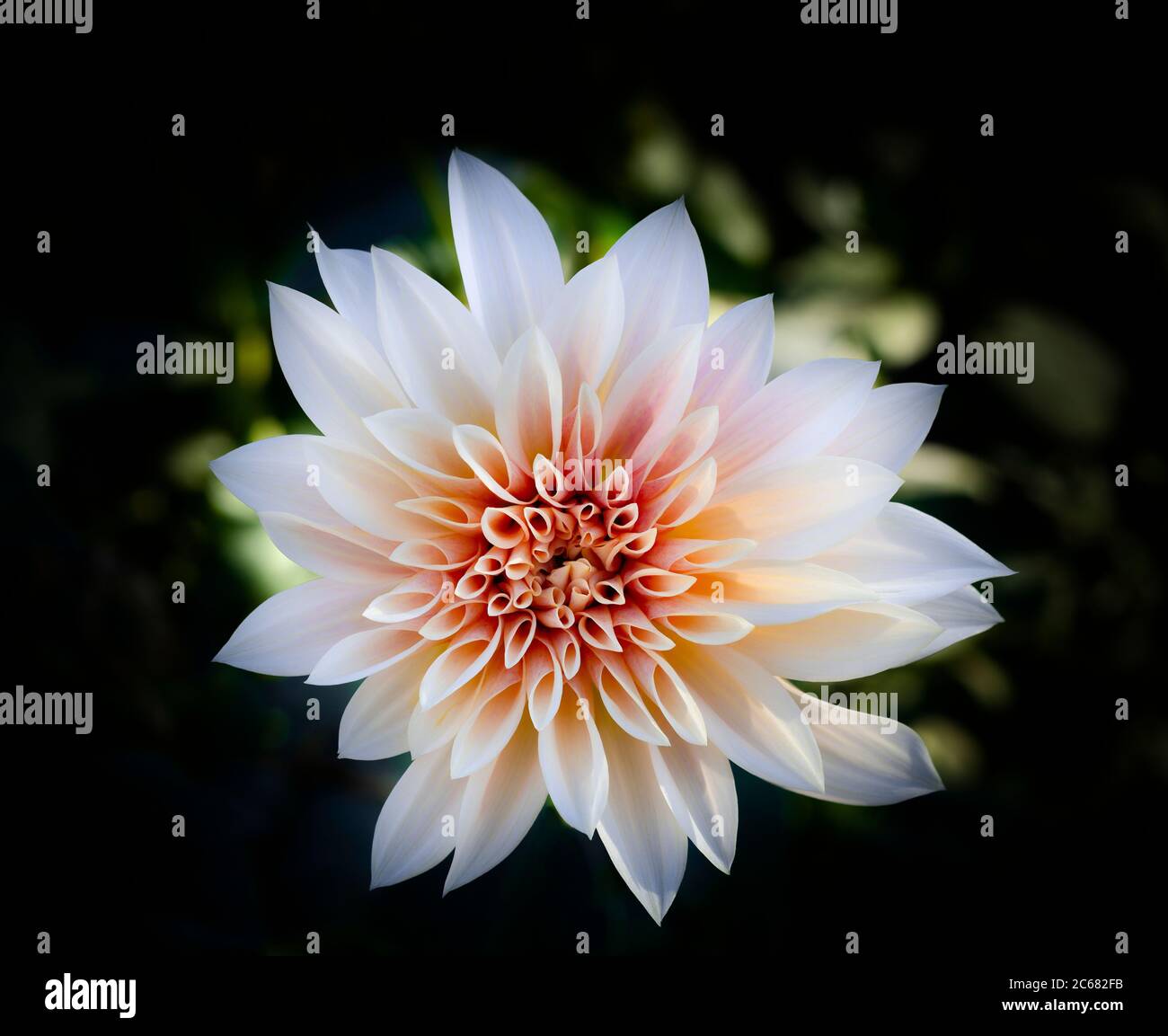Fiore Dahlia incandescente, California, Stati Uniti Foto Stock