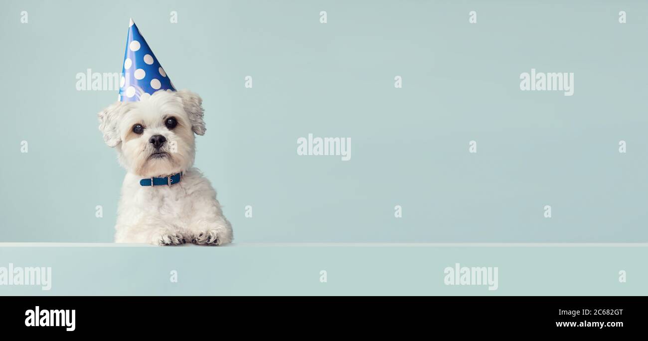 Carino cane bianco che indossa un cappello da festa con macchie blu con spazio copia a lato Foto Stock