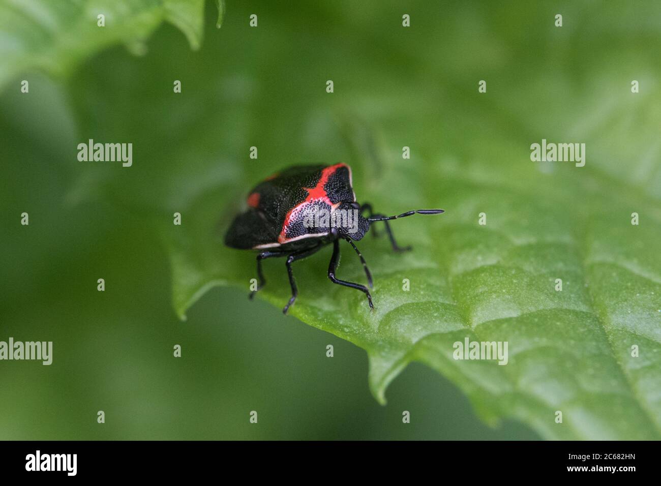 Bug nero e rosso sulla foglia verde primo piano Foto Stock