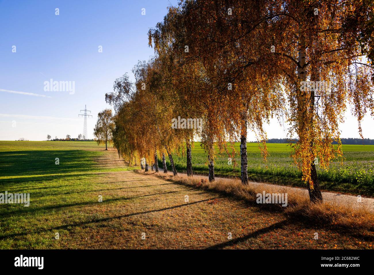 Fila di salici in autunno, Baden-Wurttemberg, Germania Foto Stock