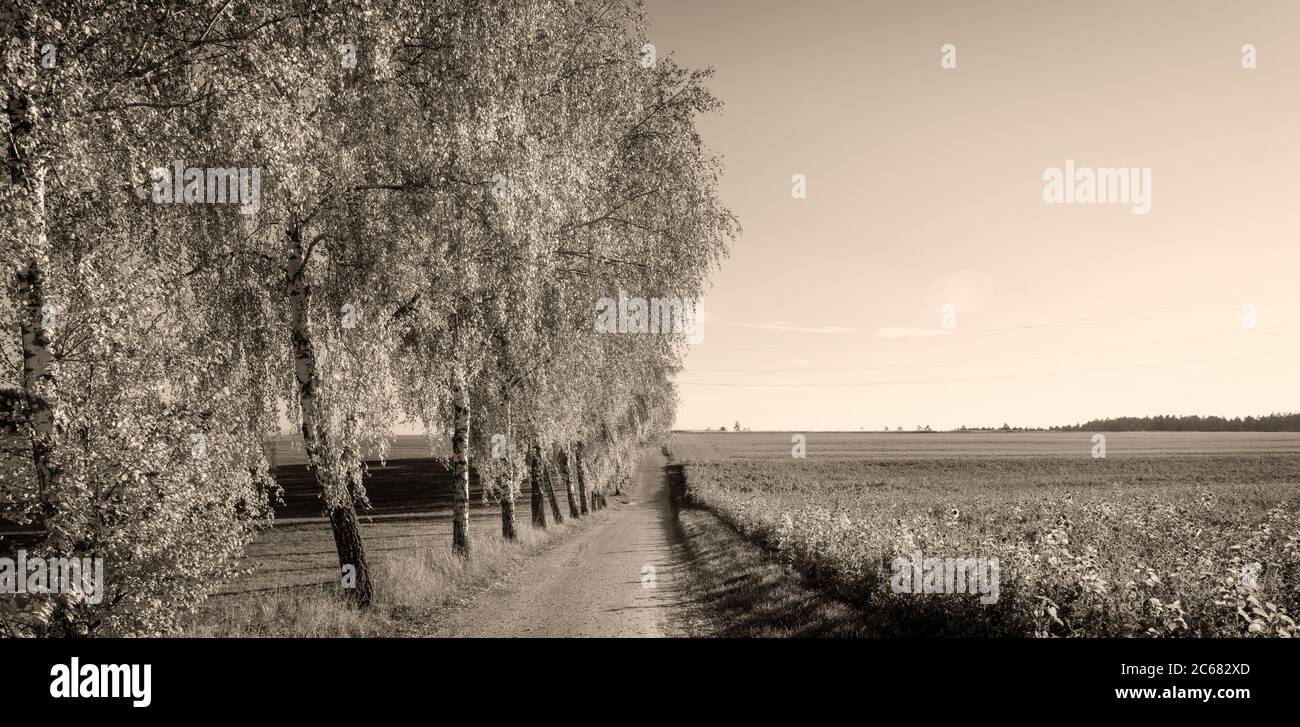 Fila di salici lungo la strada sterrata e campo in autunno, Baden-Wurttemberg, Germania Foto Stock