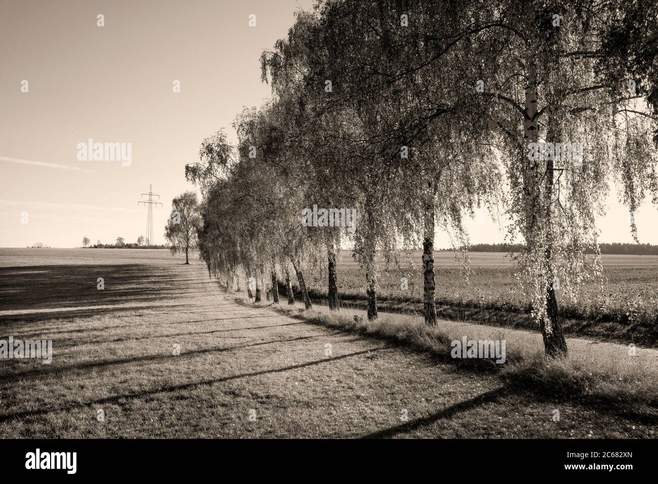 Fila di salici in autunno, Baden-Wurttemberg, Germania Foto Stock
