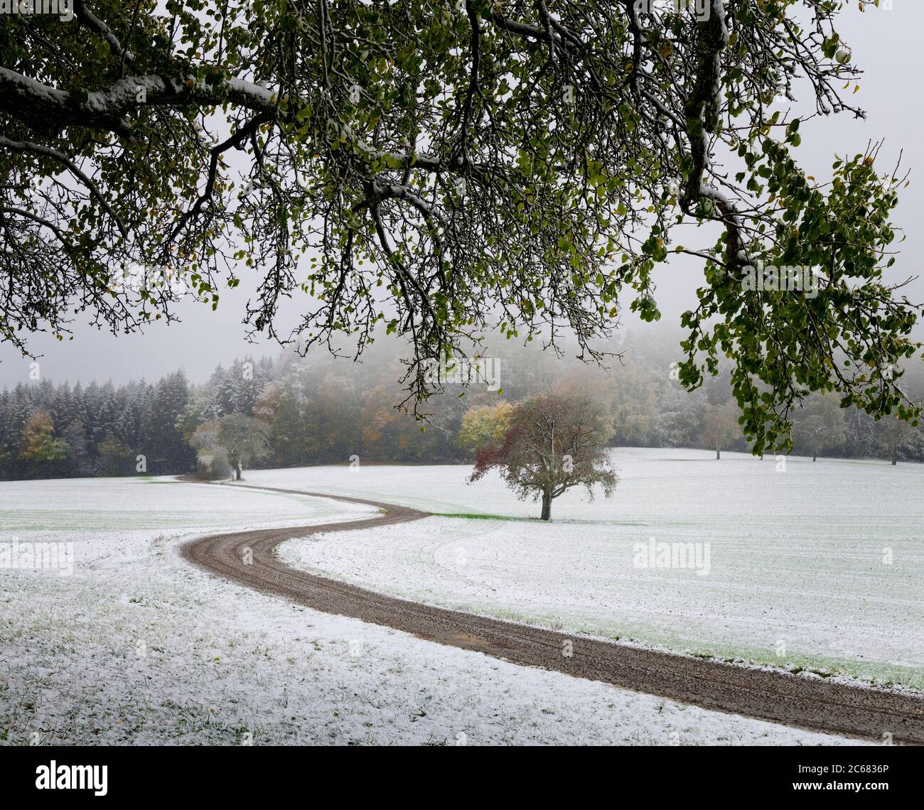 Strada sterrata attraverso campi innevati che conducono alla foresta, Baden-Wurttemberg, Germania Foto Stock