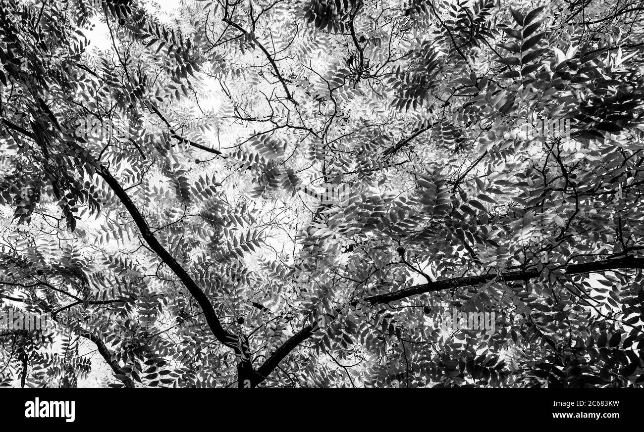 Foglie e rami di alberi, Baden-Wurttemberg, Germania Foto Stock