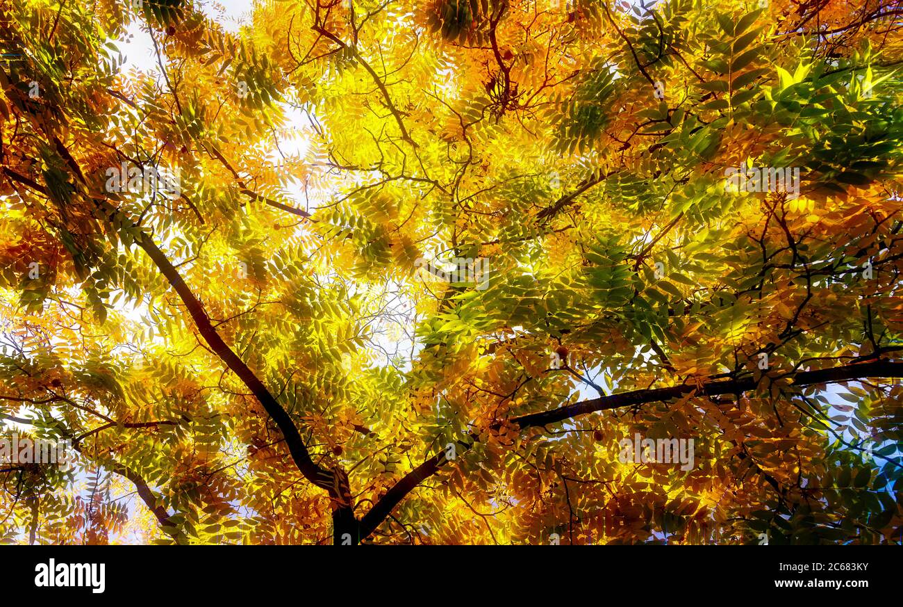 Foglie e rami di alberi in autunno, Baden-Wurttemberg, Germania Foto Stock