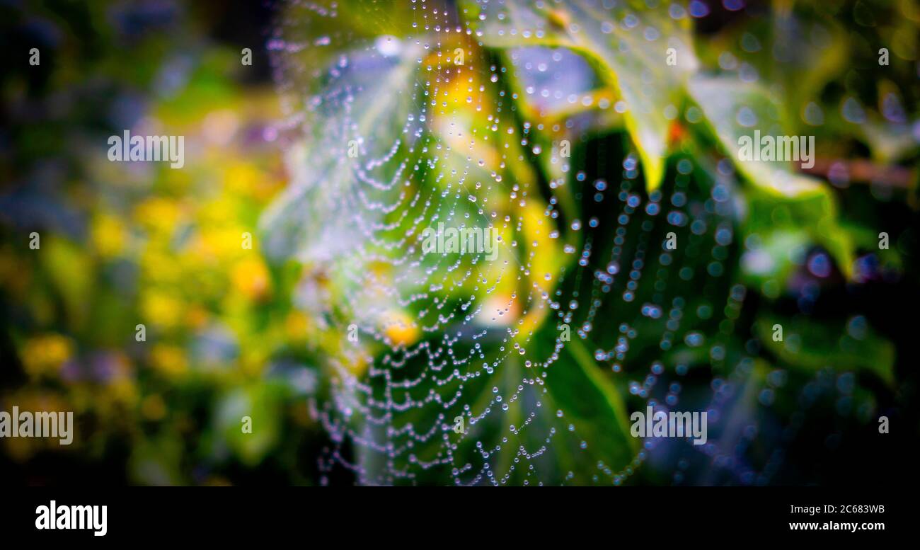 Gocce d'acqua sulla rete di ragno e foglie verdi Foto Stock