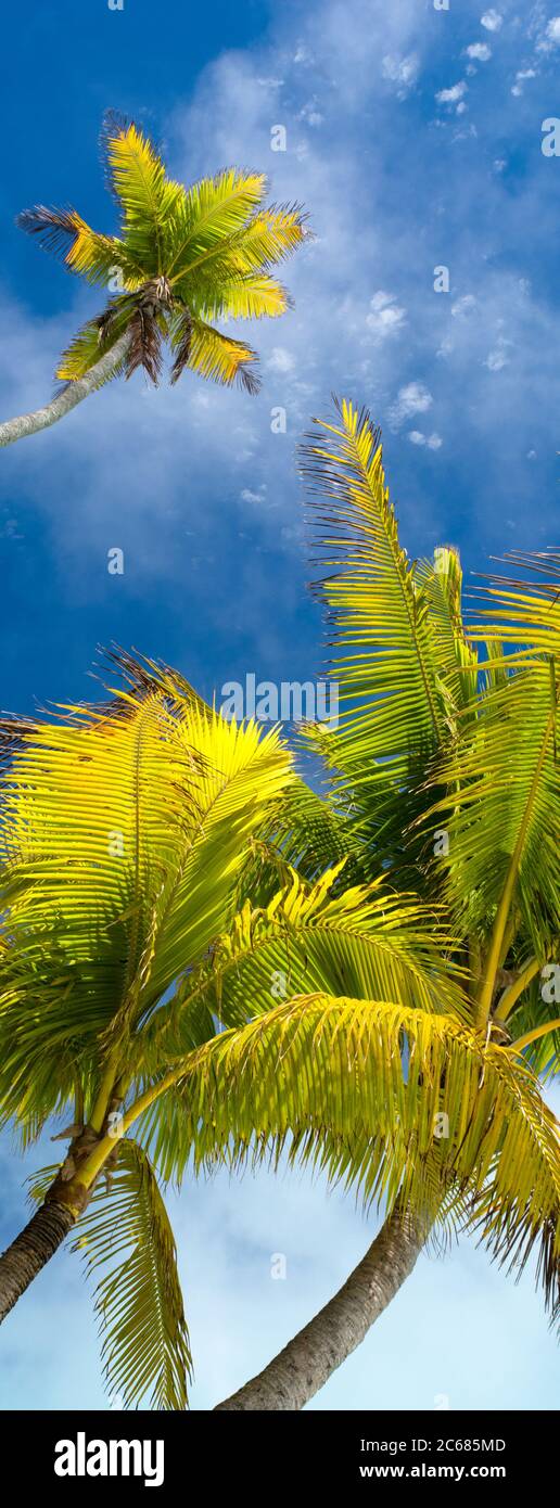 Palme da cocco, Tapuaetai Motu, Aitutaki, Isole Cook Foto Stock