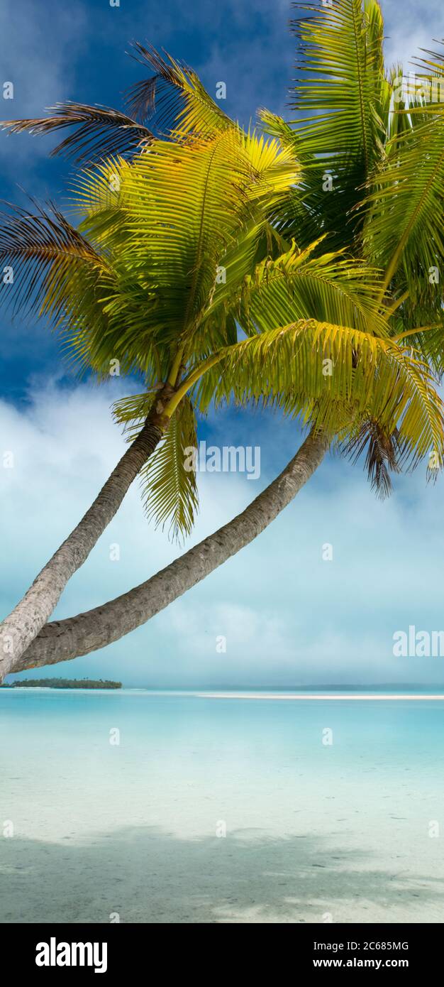 Palme da cocco sulla spiaggia tropicale, Tapuaetai Motu, Aitutaki, Isole Cook Foto Stock