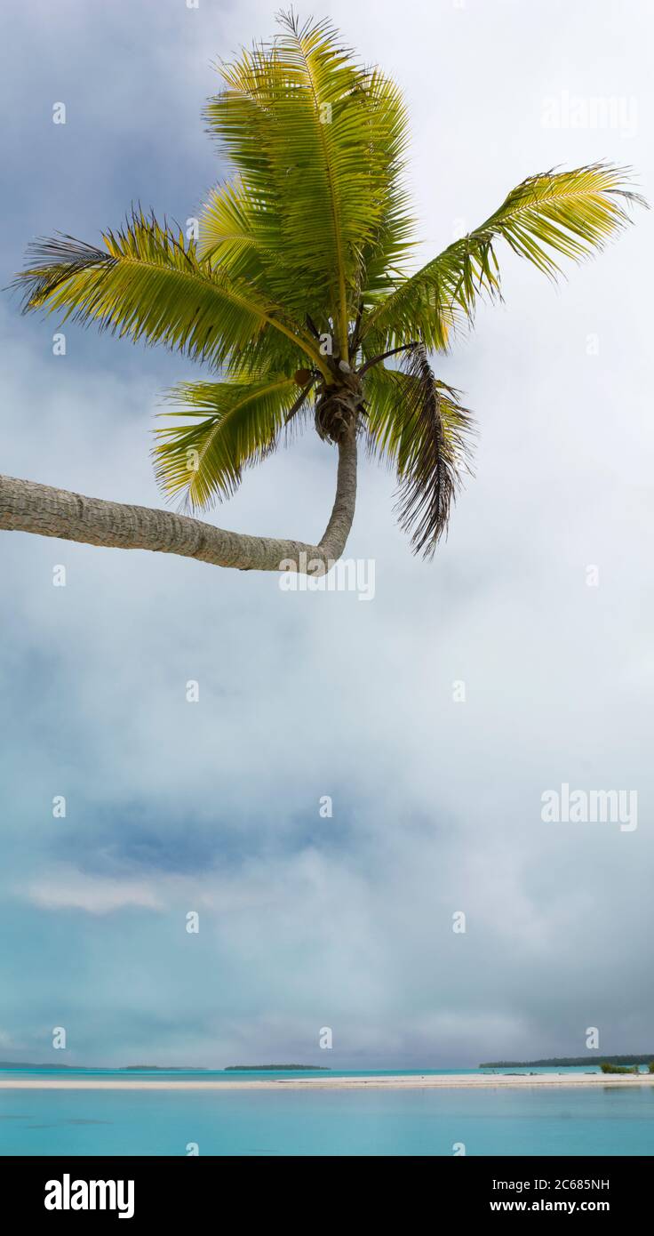 Palme da cocco sul mare, Tapuaetai Motu, Aitutaki, Isole Cook Foto Stock