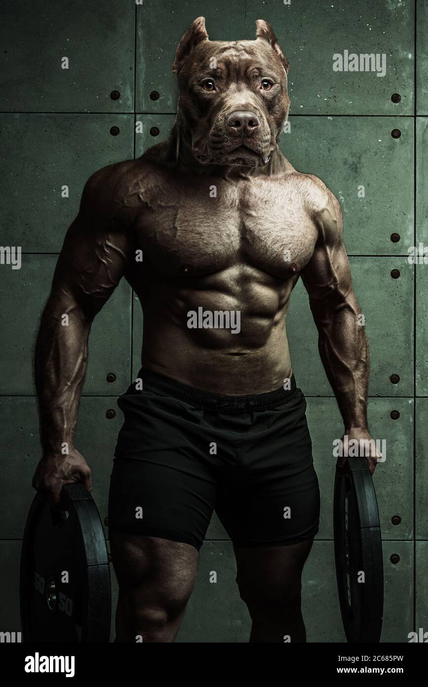 Bodybuilder uomo-cane si trova sullo sfondo di una parete di cemento Himur UN uomo con la testa di un cane Foto Stock