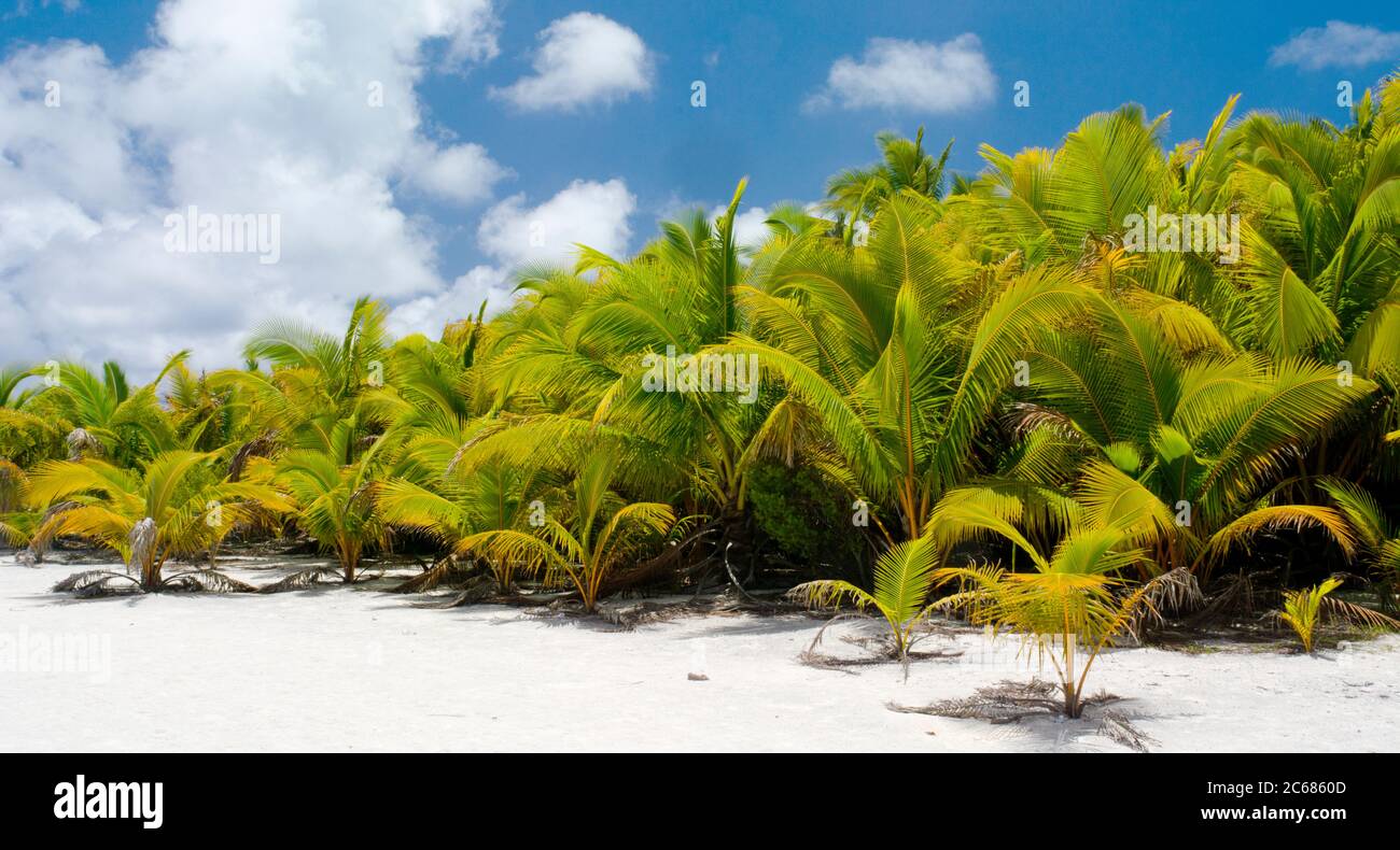 Vista sulle palme sulla laguna di Aitutaki, Aitutaki, Isole Cook Foto Stock