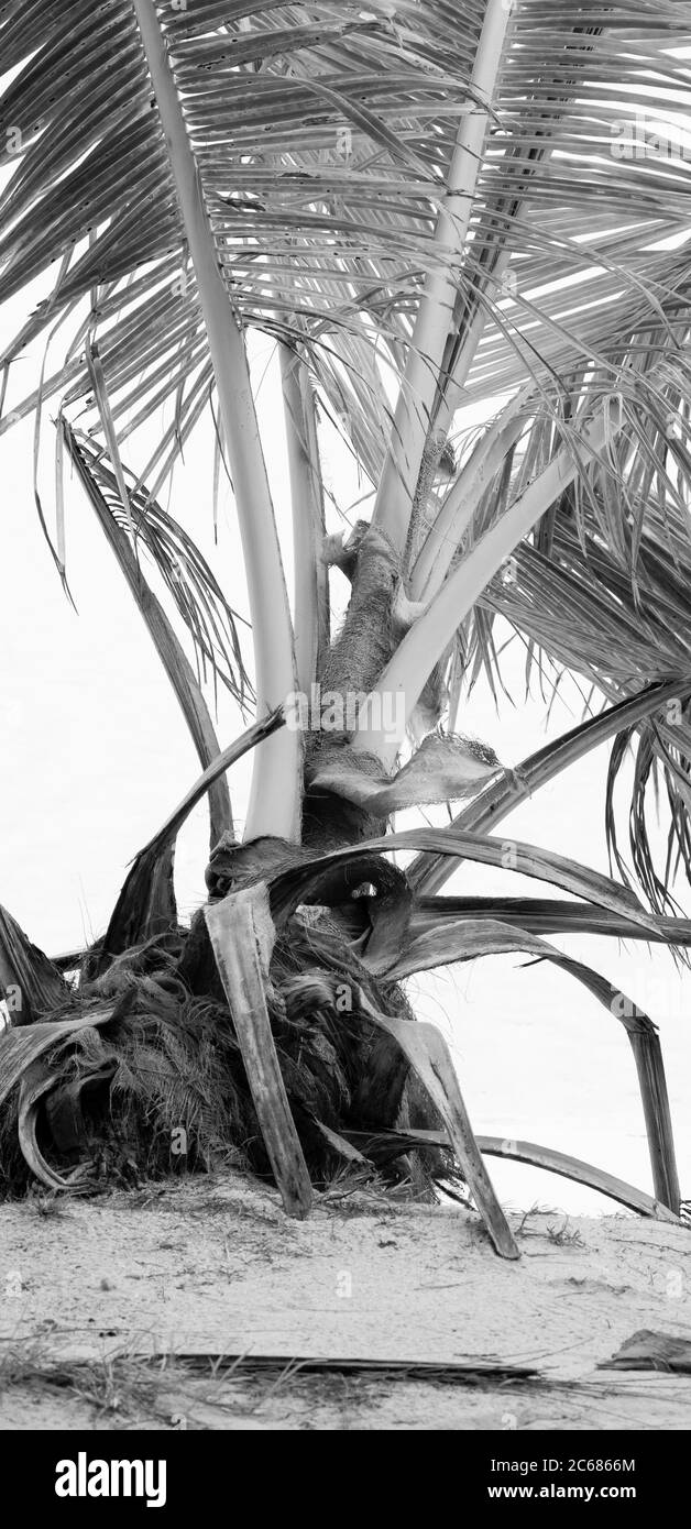 Vista ad angolo basso del dettaglio delle palme da cocco, Aitutaki, Isole Cook Foto Stock